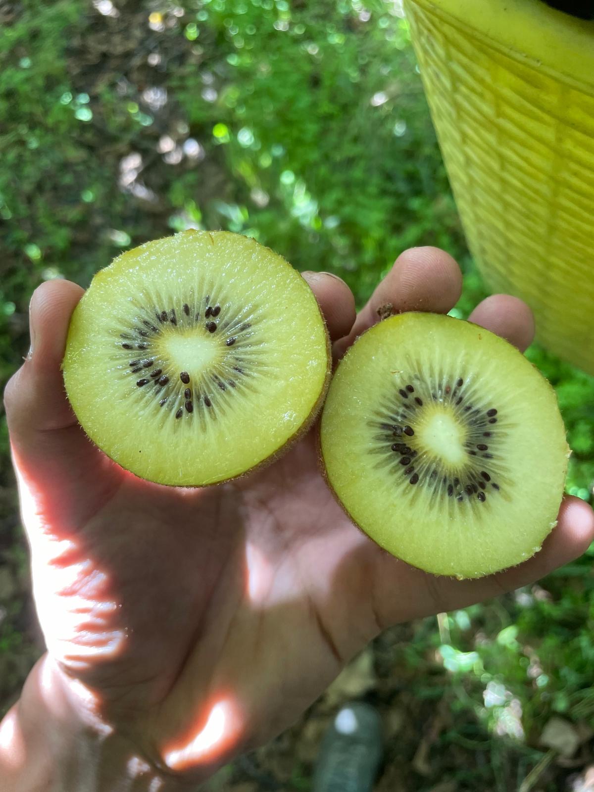 BOX KIWI (3kg,5kg,8kg)